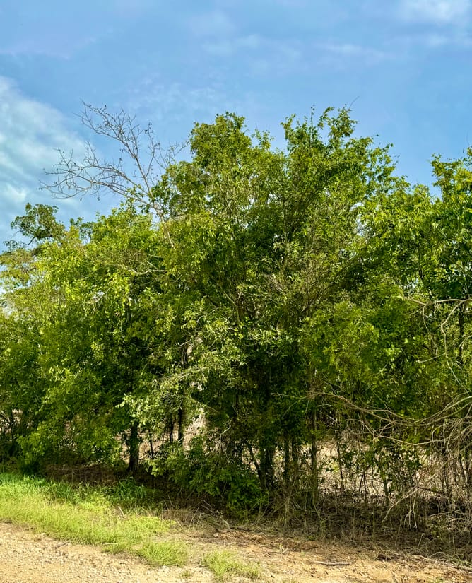2.6 Acres off Tenney Creek Road