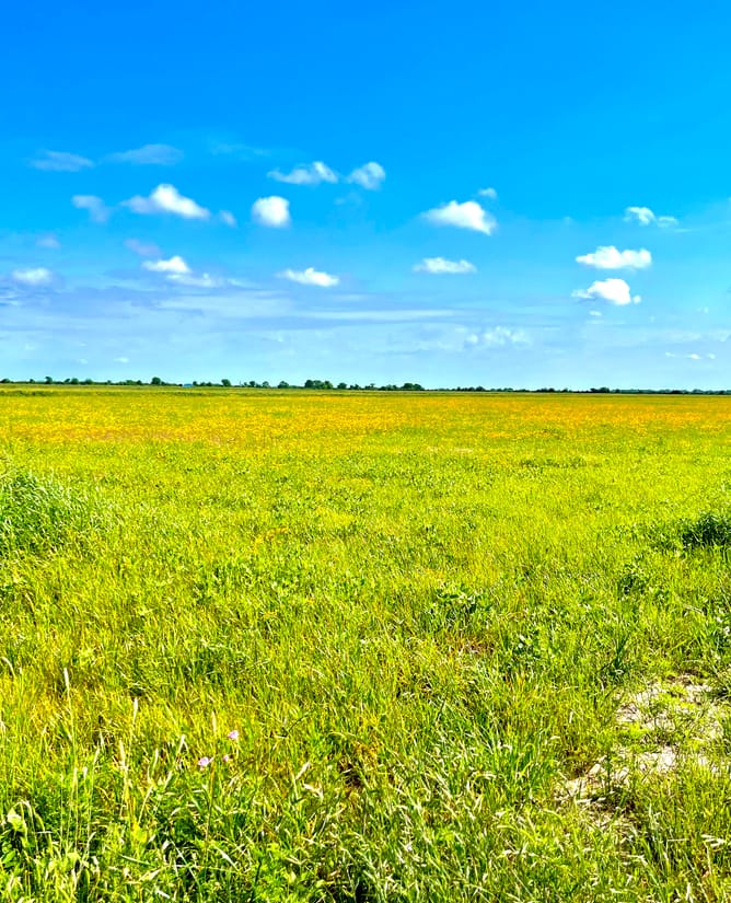 11 acres cleared & private - Colorado County