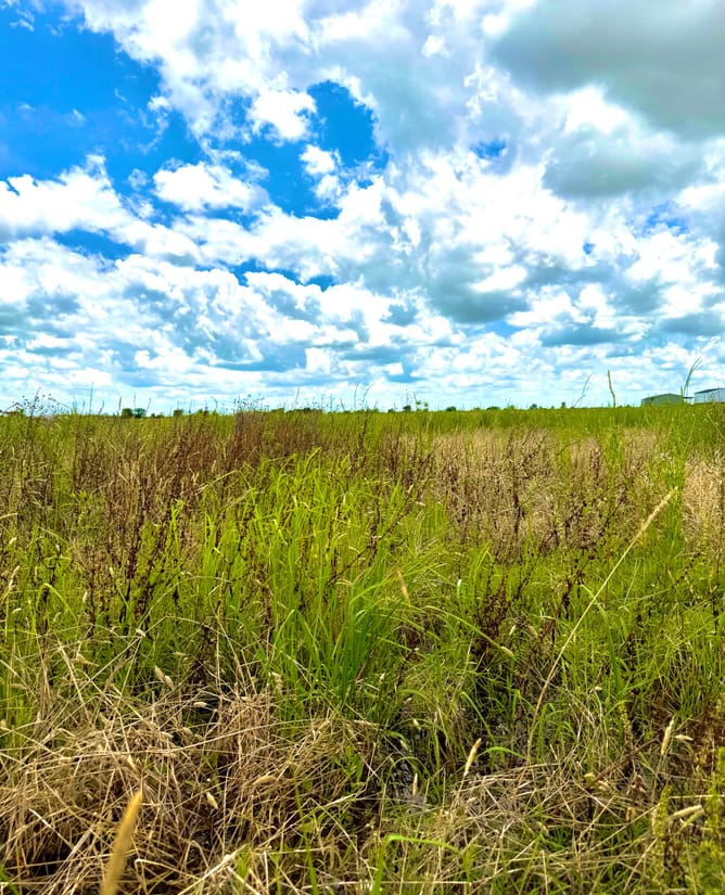 11 acres cleared & private - Colorado County