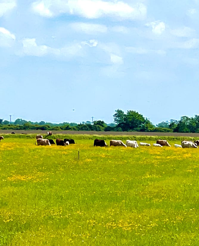 11.3 Cleared Acres Outside Eagle Lake