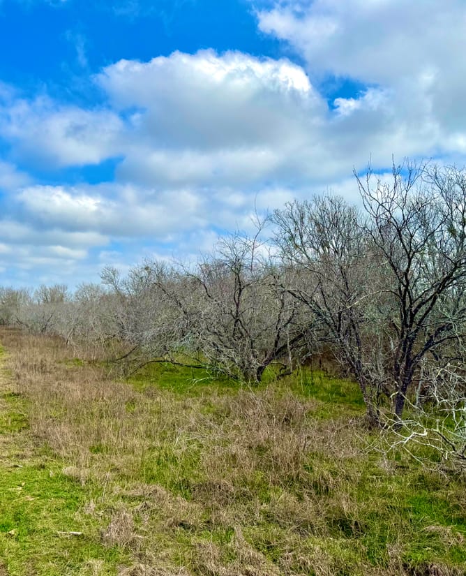 Rhino's Ranch