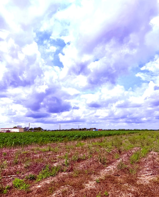 11.6 acres Way W of Houston (Wallis, TX)