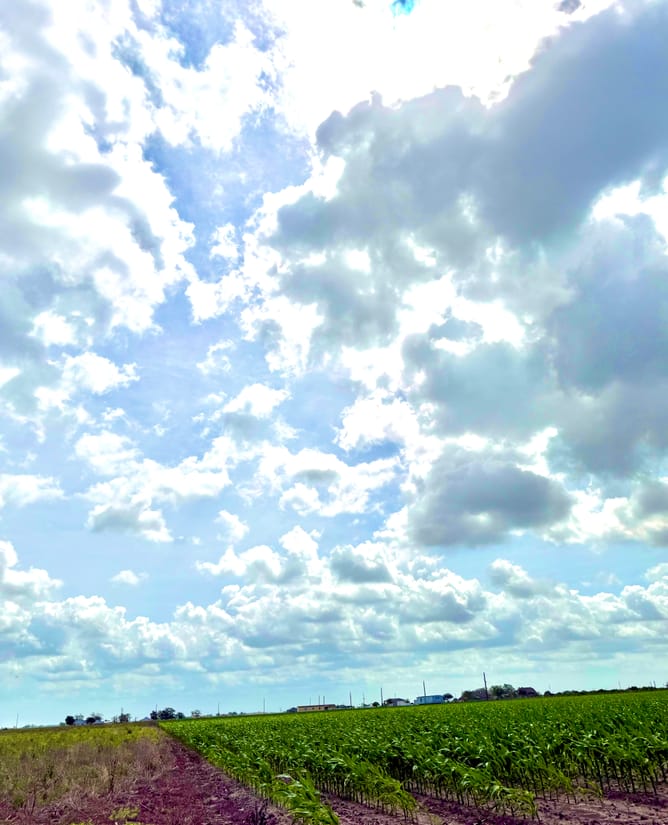 11.6 acres Way W of Houston (Wallis, TX)