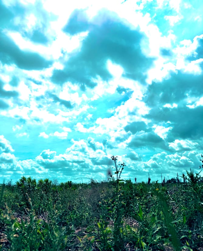 11.6 acres Way W of Houston (Wallis, TX)