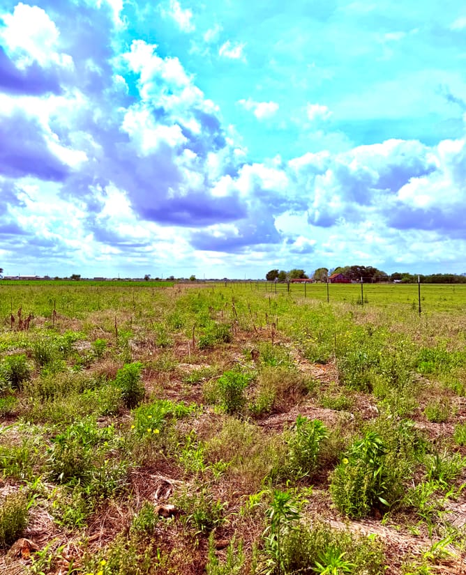 11.6 acres Way W of Houston (Wallis, TX)