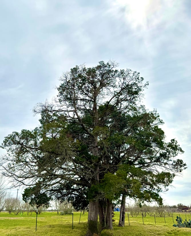 Tract 3 Old Colony Line Rd Dale, TX