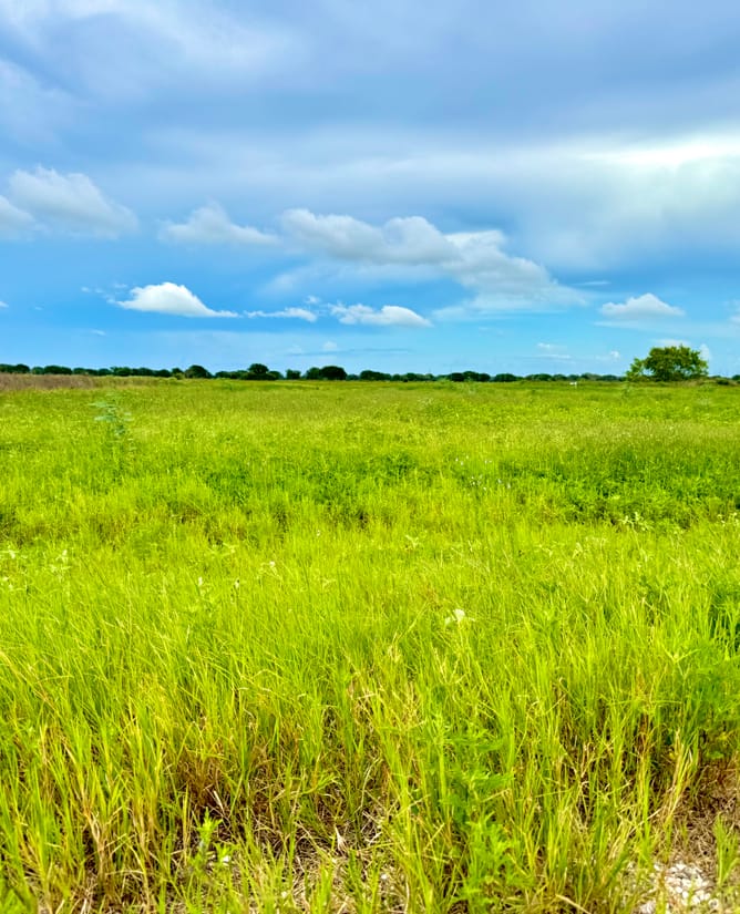 5 beautiful acres at Wild Wing Preserve