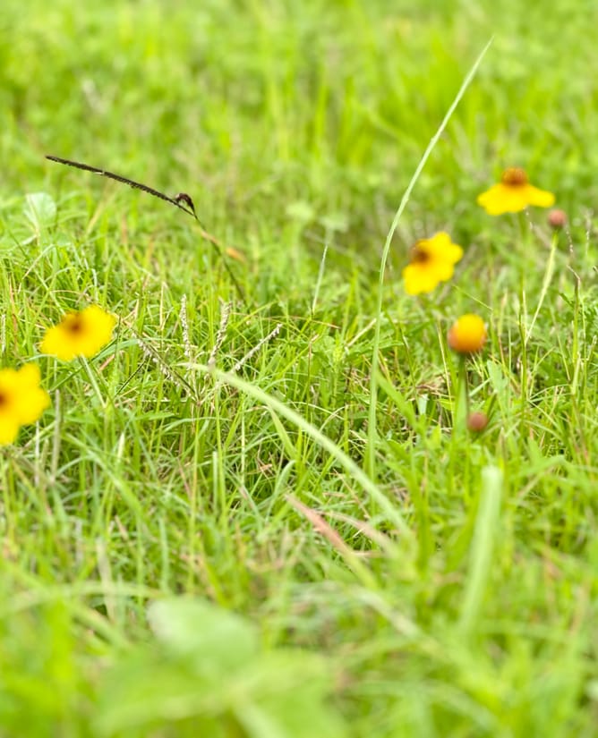 5 beautiful acres at Wild Wing Preserve
