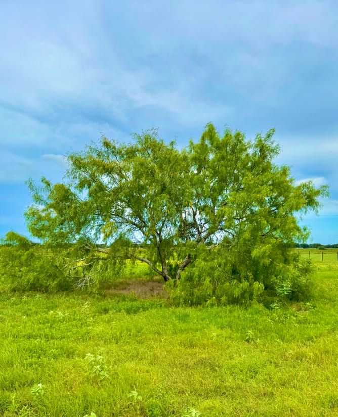 5 beautiful acres at Wild Wing Preserve
