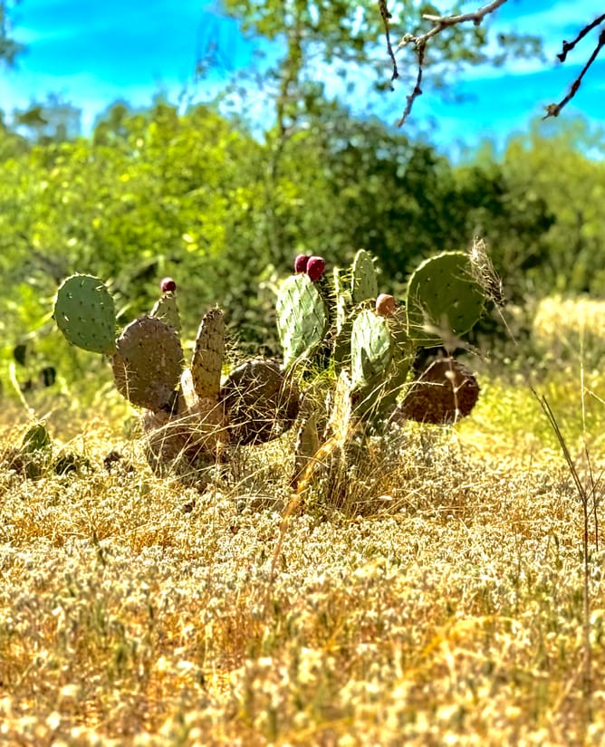 32 Acres for 6.75% interest