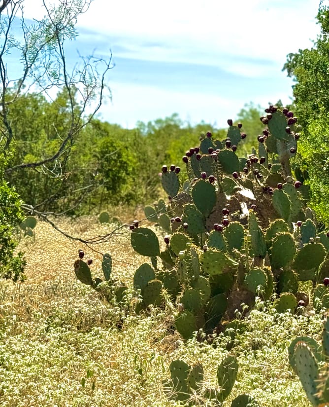 32 Acres for 6.75% interest