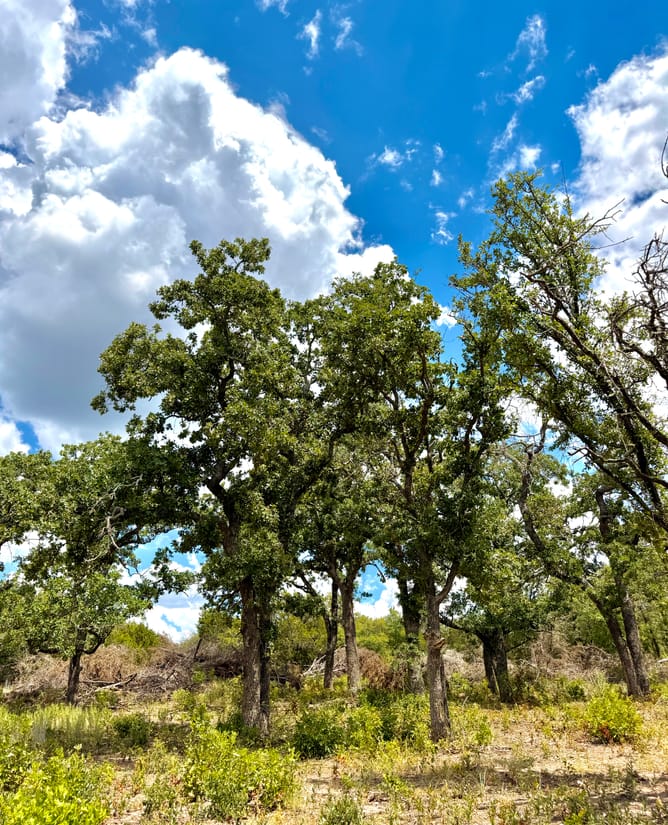 16 Acres HUGE Views