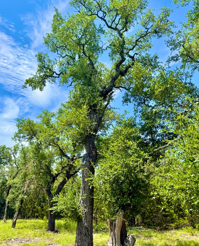 Five Hill Country Acre SouthWest of Lampasas