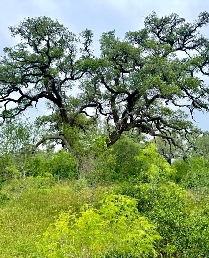 10 Acres SE of Seguin