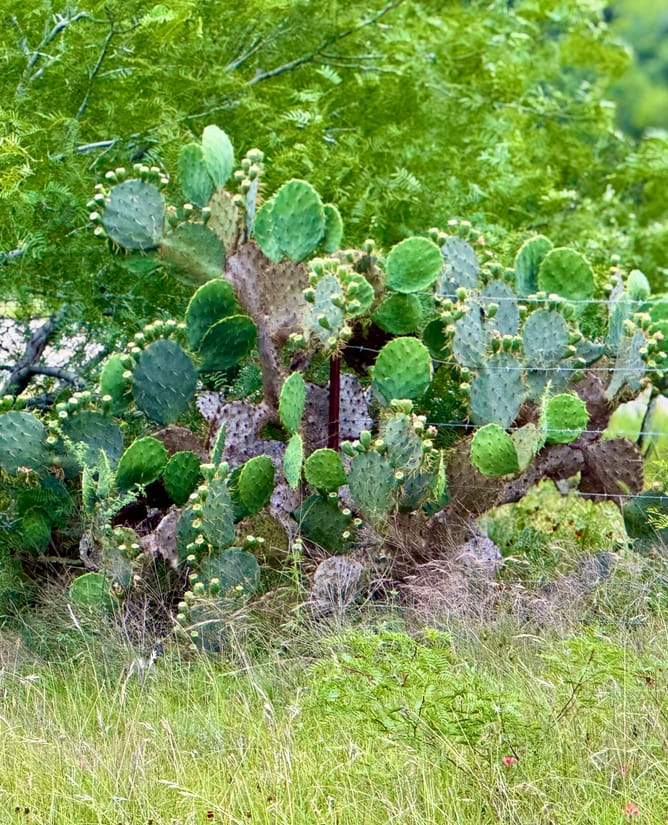 10 Acres SE of Seguin