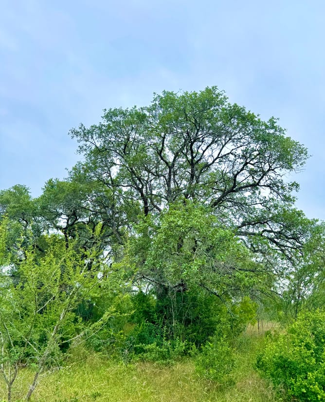 10 Acres SE of Seguin