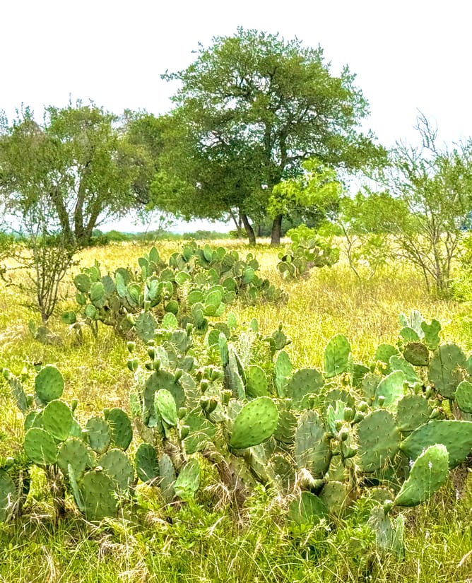 10 Acres SE of Seguin