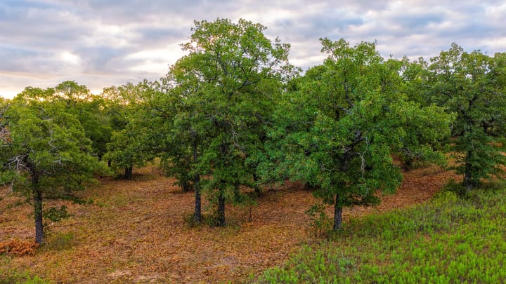 4 Welch Ranch, mature oak trees, hardwood trees, ponds, native grasses, electric, Main House, Barndominium, shop