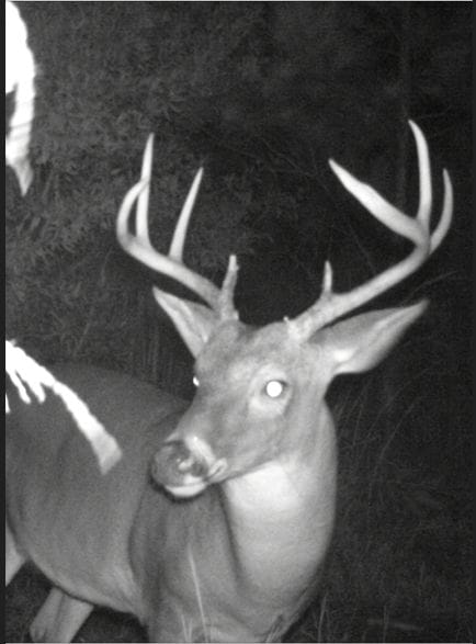 Deer 2 Snipped