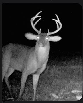 Deer 1 Snipped