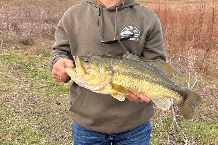 Rolling Six Large Bass
