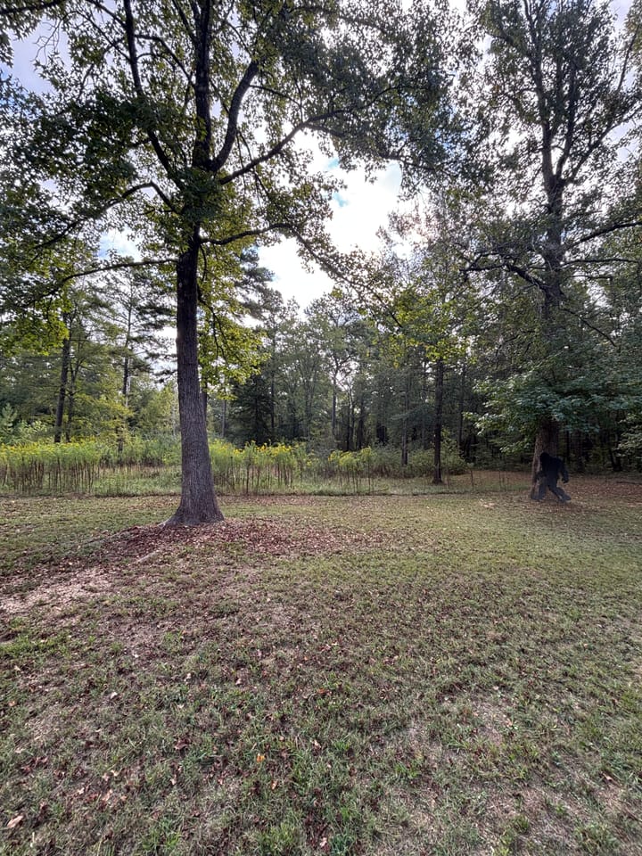 Trees Jpeg