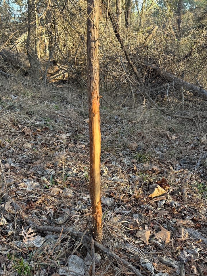  25