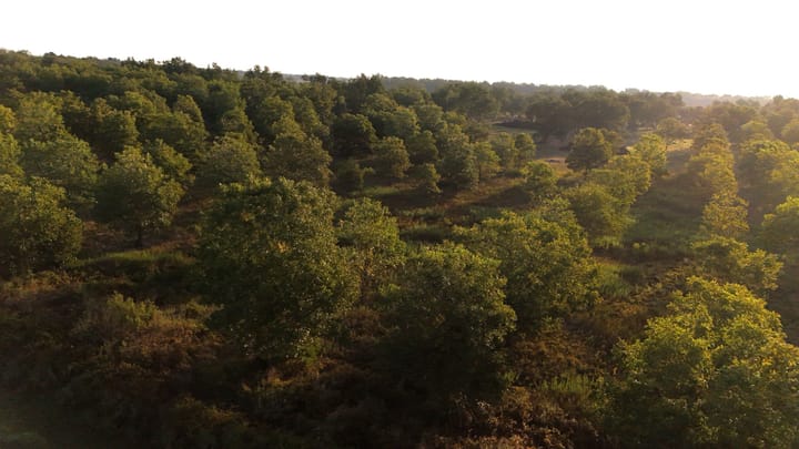 Dji 20260924090233 0620 D