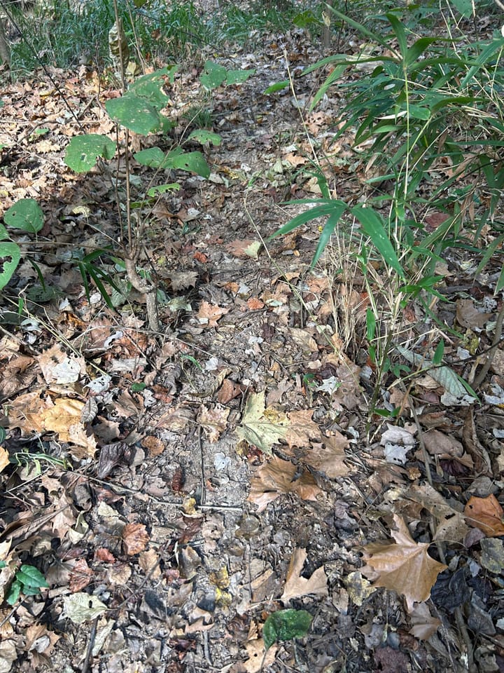 Img 2610 Jpeg