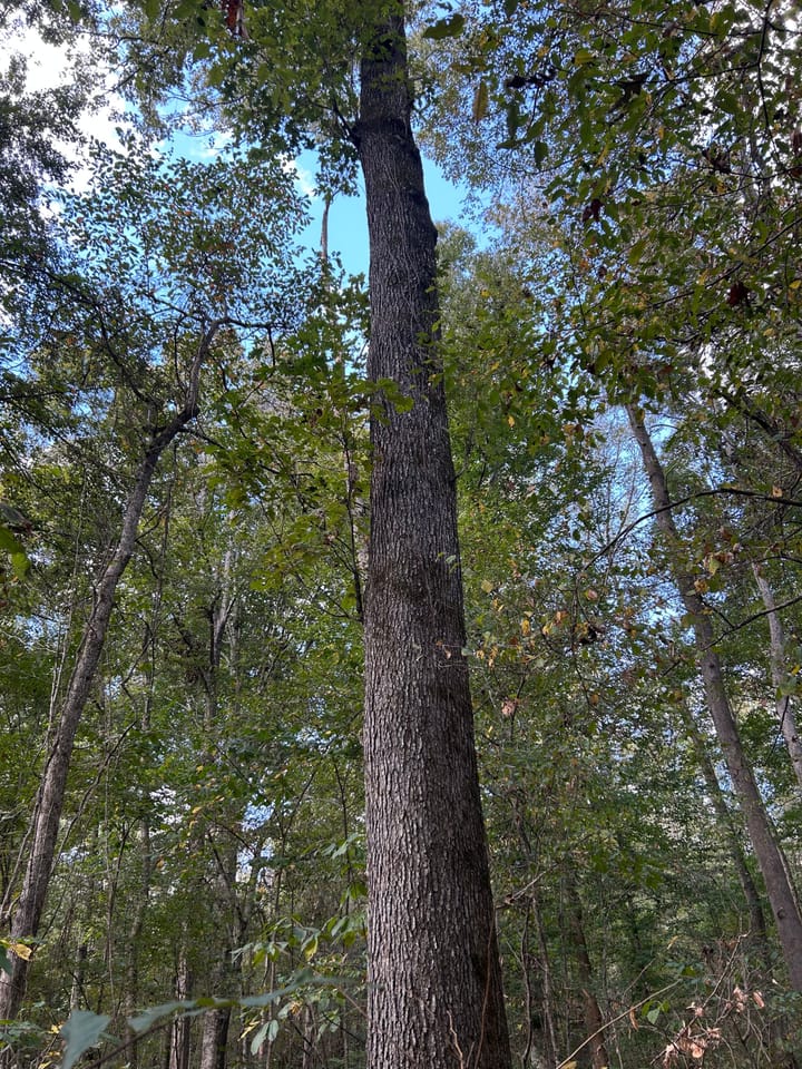 Img 2605 Jpeg