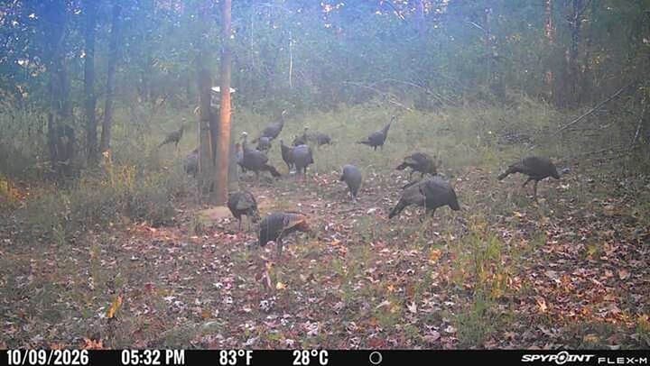 27 Turkey Picture