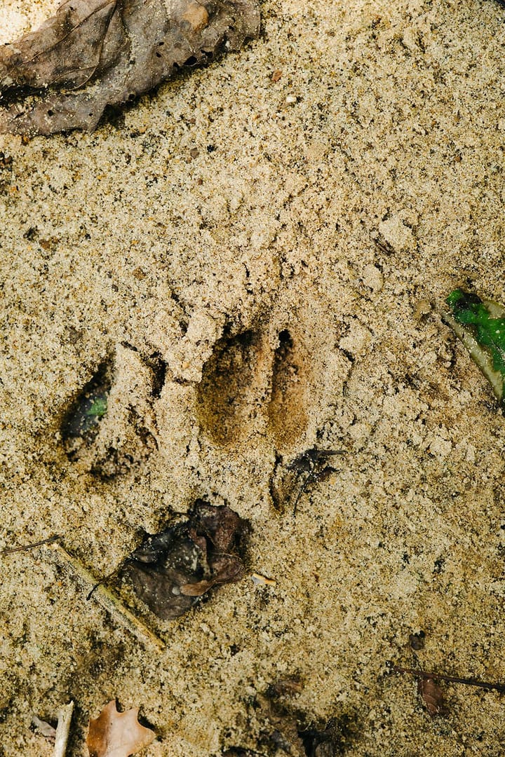 25 Deer Track View 