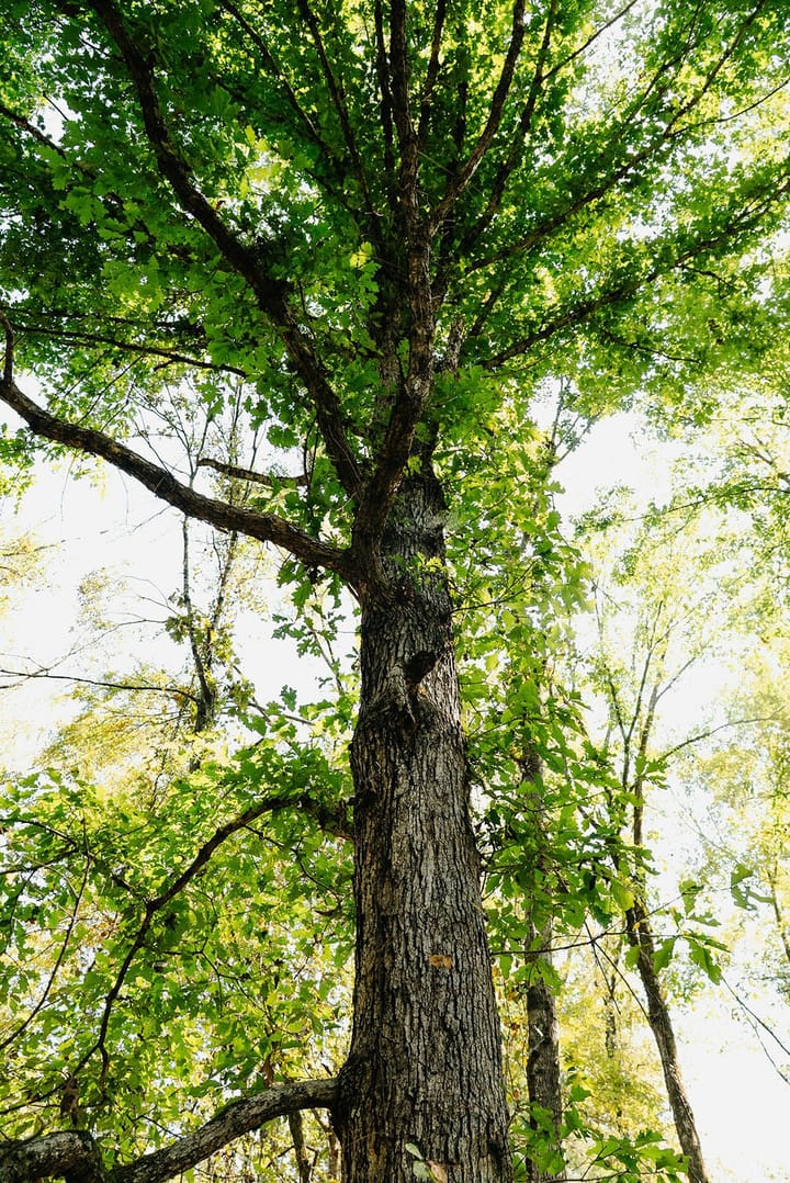 24 Tree View