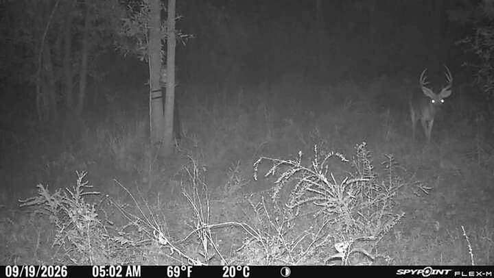 26 Deer Picture