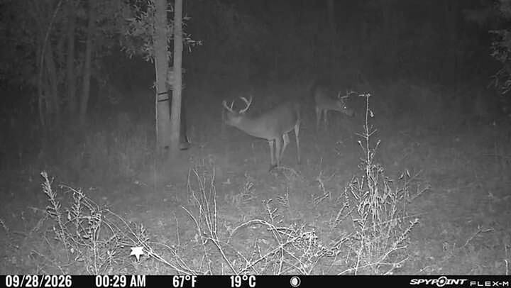 26 1 Deer Picture