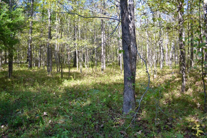 Img 0241 Jpg