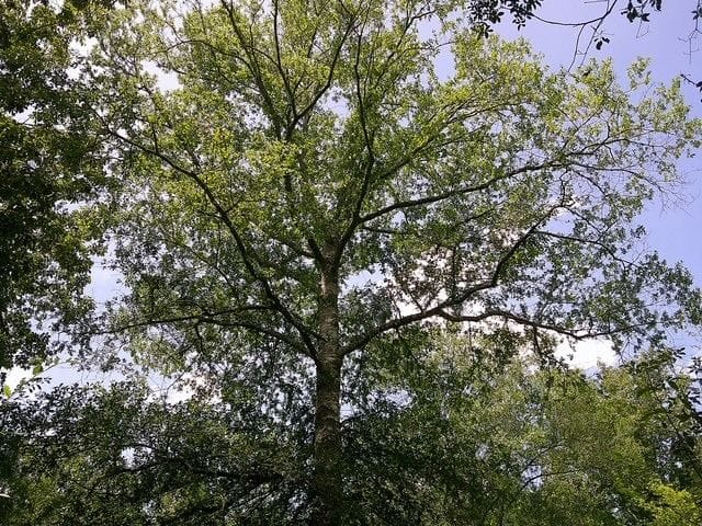 Dscf0260