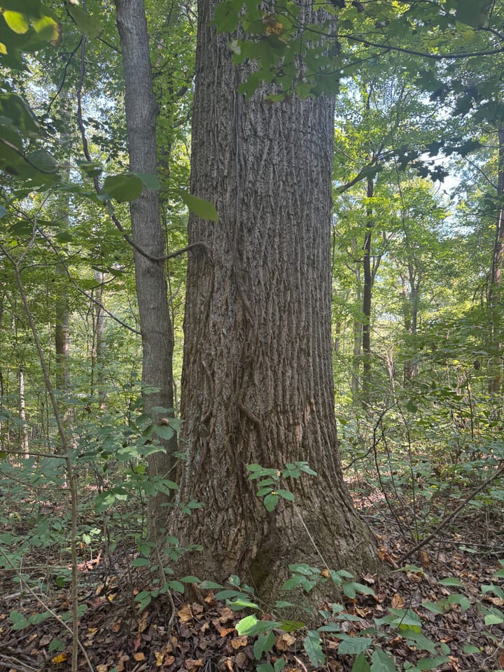 Img 7984