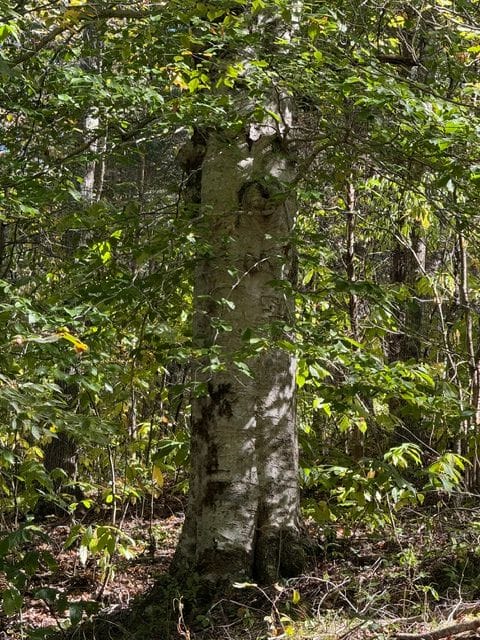 Img 2590 Jpeg