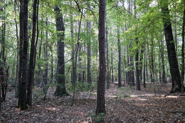 Woods3