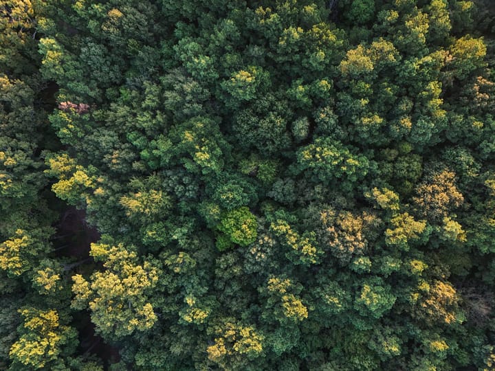 Woods5