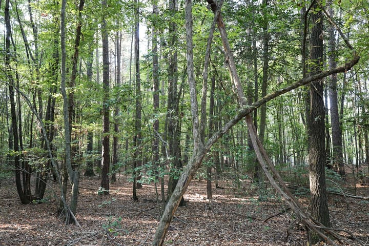Woods4