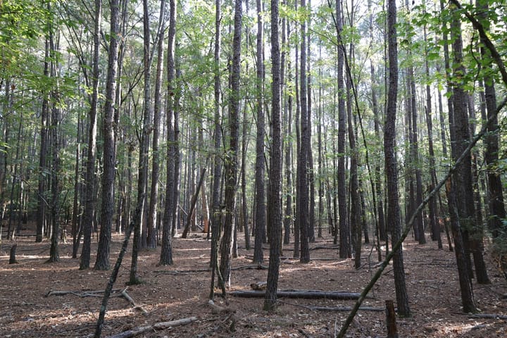 Woods2