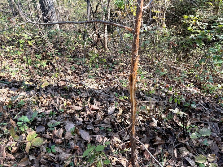 Image00038 Jpeg