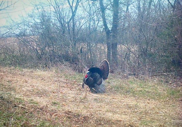 Turkey Pic 4
