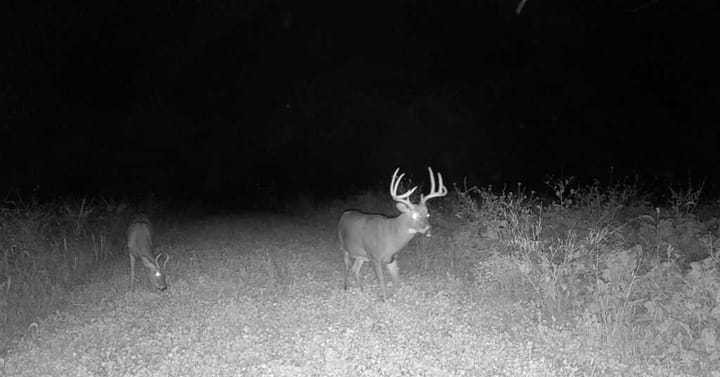 Trail Cam 3