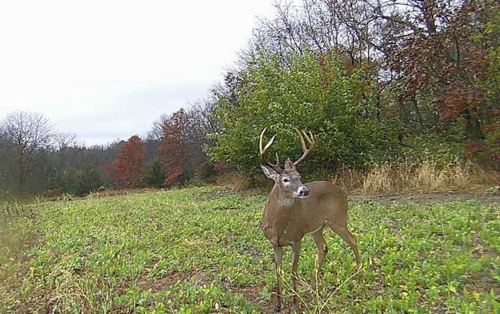 Trail Cam 2