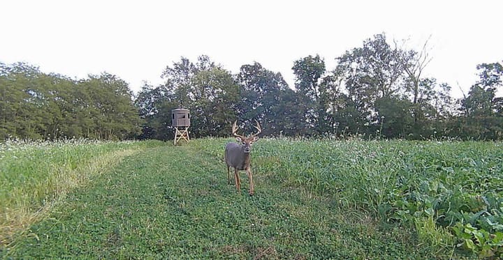 Trail Cam 5