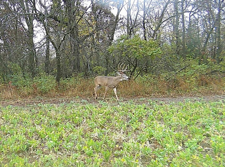 Trail Cam 1