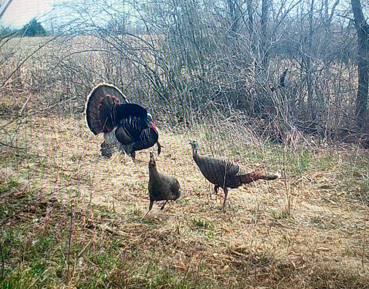 Turkey Pic 3